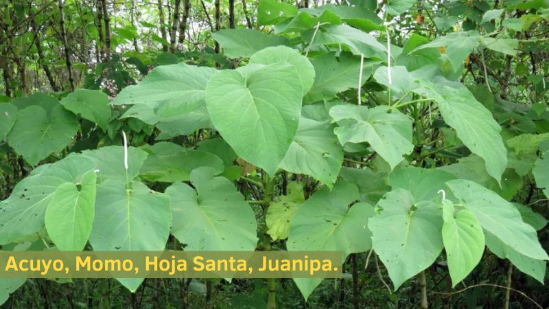 La Hoja santa (Momo, Acuya, Hierva santa) se utiliza como planta medicinal por los mexicanos.