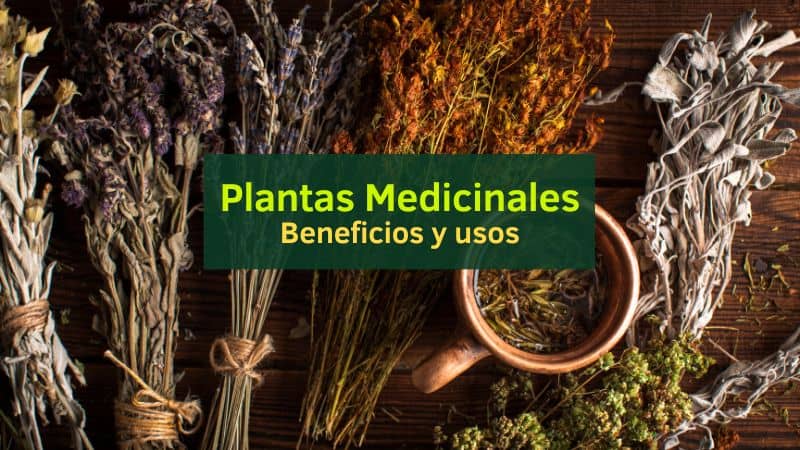 Plantas Medicinales: Beneficios y Usos