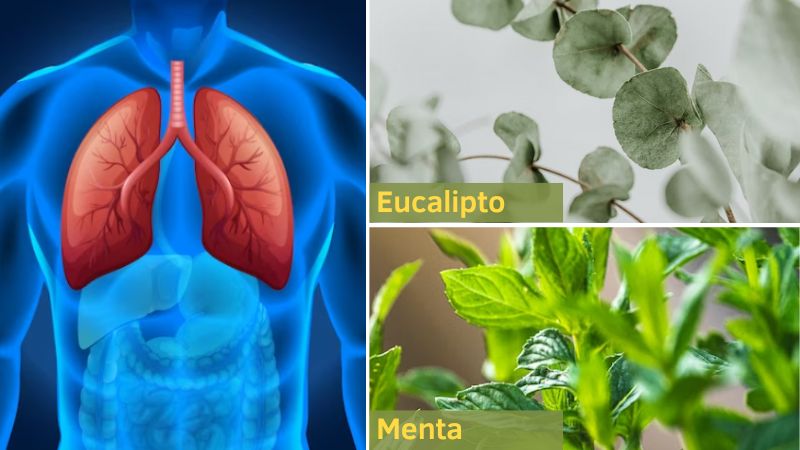 Planta de Menta y Eucalípto para ayudar en los síntomas presentes en el sistema respiratorio.