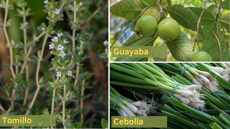 Tomillo, Guayaba y Cebolla son utilizados como plantas medicinales en México.